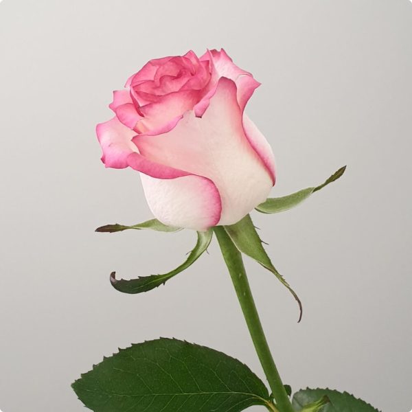Ramo de flores de rosas - Imagen 3